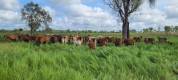 cattle-under-trees